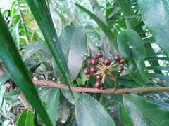 Polyalthia suberosa
