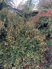 Justicia floribunda