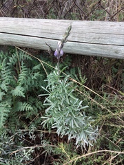 Lupinus chamissonis