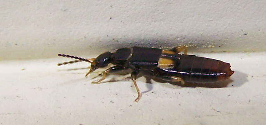 Bone-house Earwig