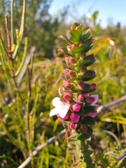 Philotheca buxifolia