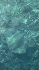 Pateobatis