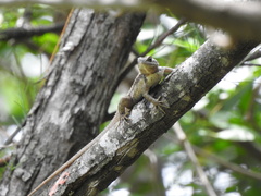 Sceloporus olivaceus
