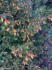 Justicia floribunda