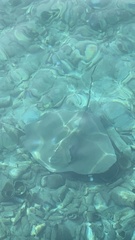 Pateobatis