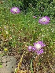 Centaurea crocodylium
