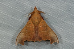 Hallicarnia albipectus