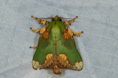 Parasa pastoralis