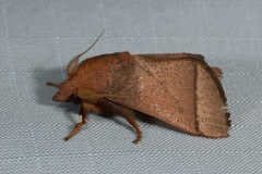 Praesetora albitermina