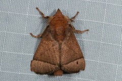 Praesetora albitermina