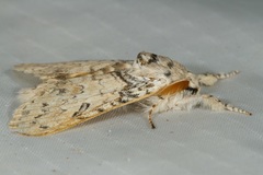 Calliteara cerigoides