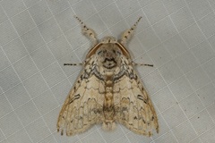 Calliteara cerigoides