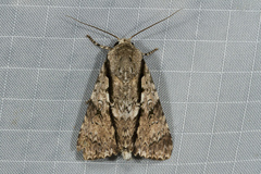 Craniophora malesiae