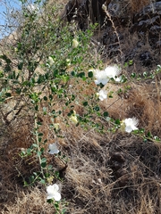 Capparis sicula