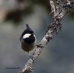 Periparus rubidiventris