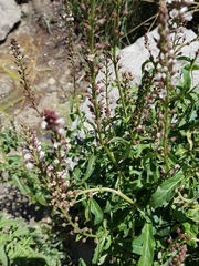 Lysimachia dubia