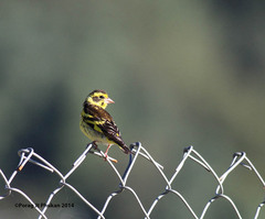 Chloris spinoides