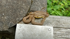 Elaphe quadrivirgata