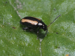 Phyllotreta undulata