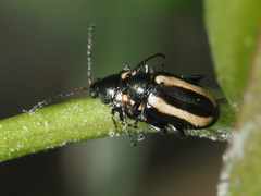 Phyllotreta undulata