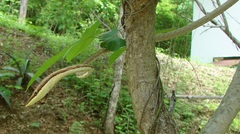 Oxybelis microphthalmus