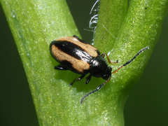 Phyllotreta striolata