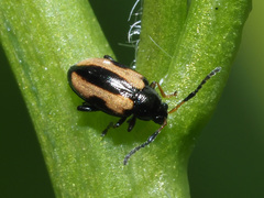 Phyllotreta striolata