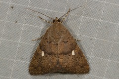 Amyna axis