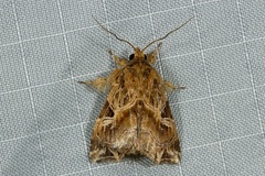 Callopistria flavitincta