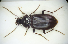 Nebria salina