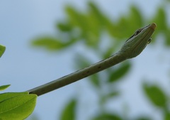 Oxybelis microphthalmus