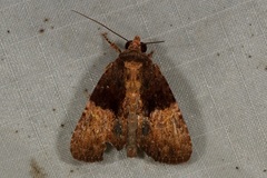 Stenopterygia calida