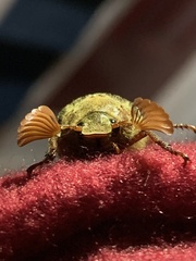 Polyphylla variolosa