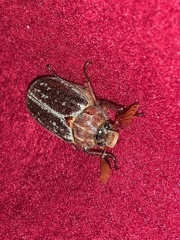 Polyphylla variolosa