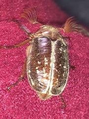 Polyphylla variolosa