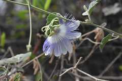 Passiflora arida