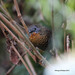 Rufous-throated Wren-Babbler - Photo (c) porag, some rights reserved (CC BY-NC)