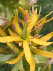 Gentiana lutea lutea