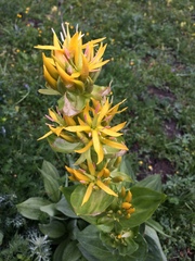 Gentiana lutea lutea