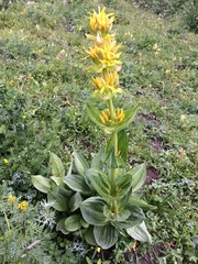 Gentiana lutea lutea