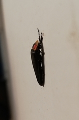 Photinus extensus