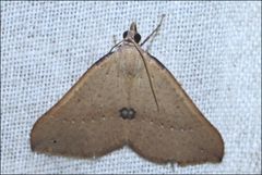 Anachloris tofocolorata