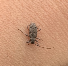 Hyperplatys maculatus