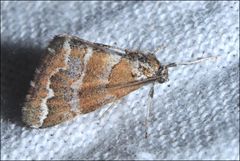 Anomocentris trissodesma