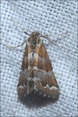 Anomocentris trissodesma