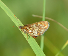 Melitaea diamina