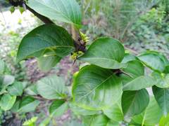 Meyna laxiflora