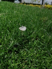 Coprinopsis friesii