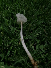 Coprinopsis friesii