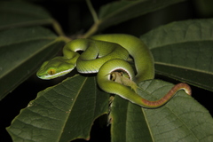 Cardamom Mountains Green Pitviper photo 3